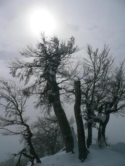 SKI DE COMBAT SKI DE COMBAT