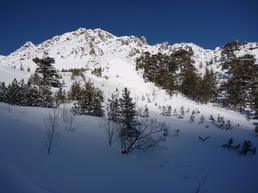 Bocca tumaginesca Bocca tumaginesca