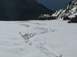 FULICCE suite FULICCE suite