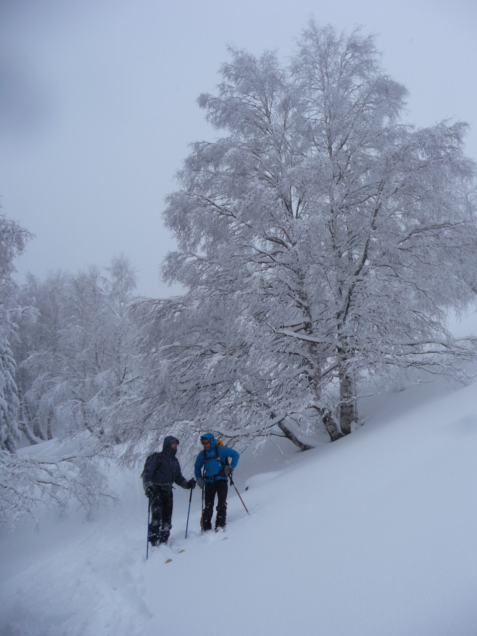 Vergio - Dans la forêt Vergio - Dans la forêt