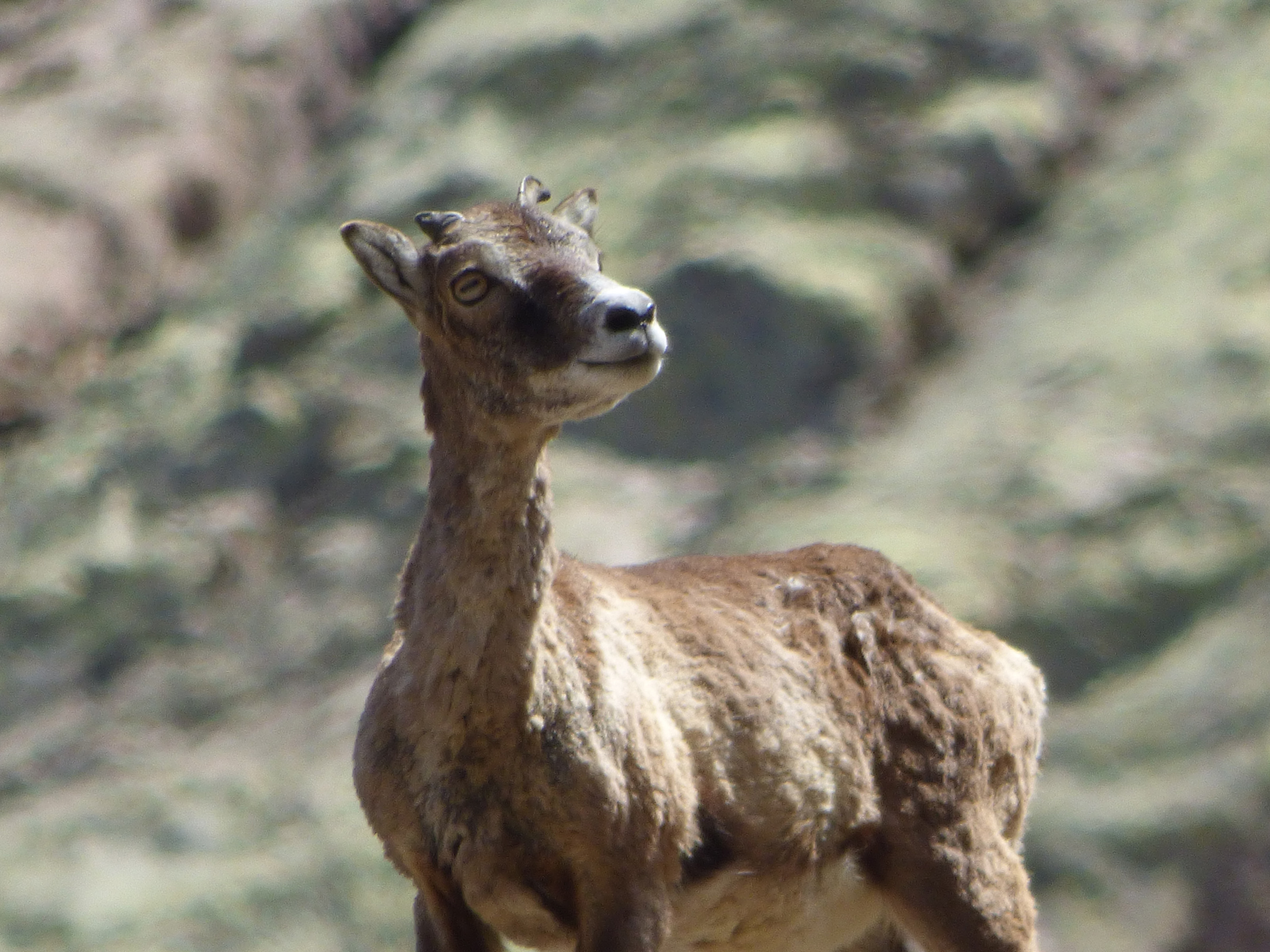 PANPANOSA - TRINBULACCIU OF CORSE PANPANOSA - TRINBULACCIU OF CORSE