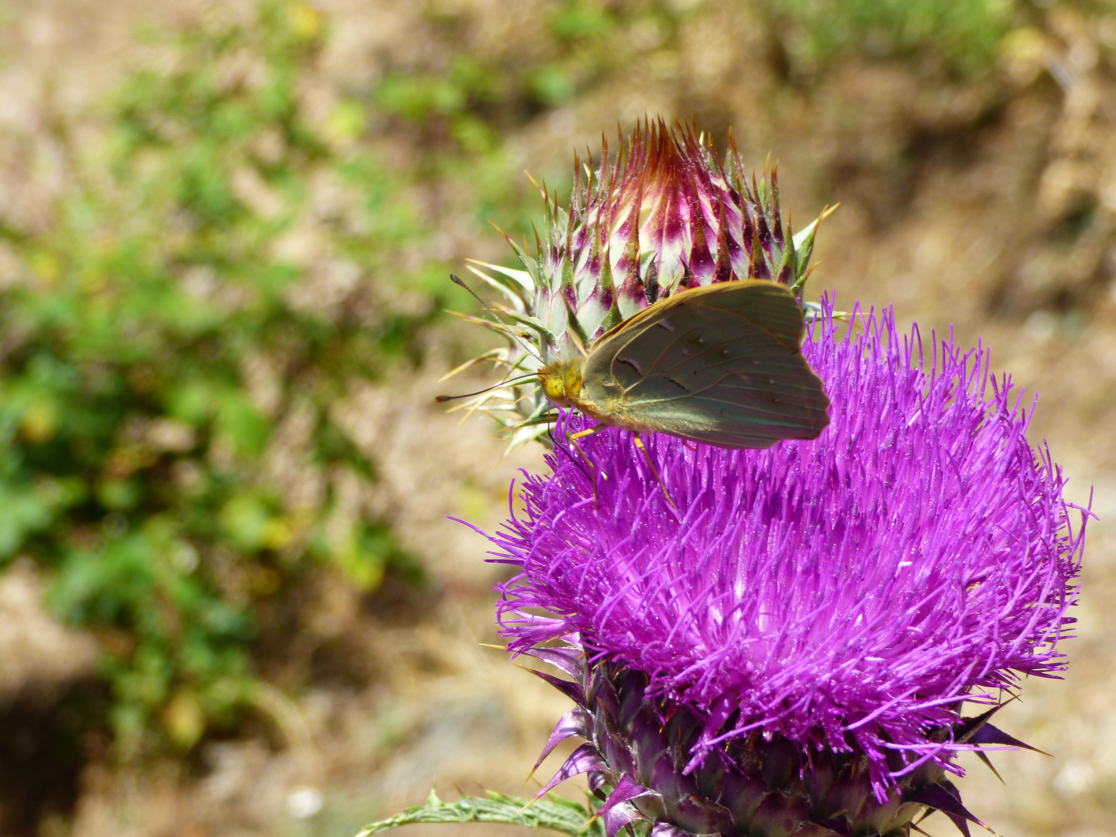 TRINBULACCIU TRINBULACCIU